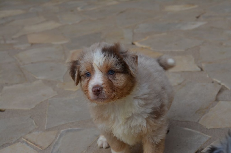 De La Vallée Magique - Berger Australien - Portée née le 06/02/2016